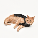 Raincoat Designed For Cats | Hector Director